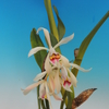 Cattleya iricolor