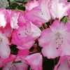 芽吹きや花の季節はいいな^^