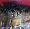 タイのお寺でブッダの生涯にゆかりある樹木を眺める
