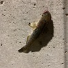 釣りはライフワーク的趣味だから、継続はしていく