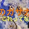 「ガサガサで獲れたもの」