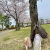 雨で散りませんように