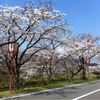 花見(*^^*)桜