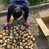 タマネギ収穫①今年は息子と一緒に収穫体験