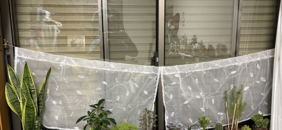 そろそろ来る夏の直射日光が観葉植物にやばそうと思ったからレースのカーテンとか１００均で調達して設置したけど結局雨戸を半分閉めようかと思いました