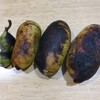 暑さにやられたゾ！我が家のポーポー