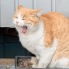 のんびり野良猫