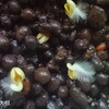 窓際菜園記②|発芽しました