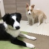 クロエの育て方