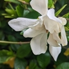 第15回花梨の会