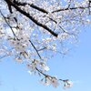 桜の季節