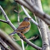 2/19　鶴見で出会った野鳥たち......１３選