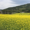 一面に広がる黄色の絨毯！冬を終え飯山の春を告げる菜の花畑！