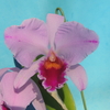  Cattleya percivaliana f.aquini ` Vate'   