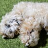 犬　トリミング 　と　左前脚