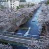 週末風景（桜見頃薄曇）