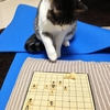 猫画像まとめ～猫将棋