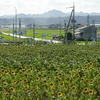 小野市の「ひまわりの丘公園」に向日葵を観に行ったのだが。。。