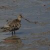 Bar-tailed Godwit　オオソリハシシギ