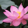 智積院の蓮、見頃や開花状況。