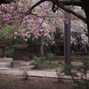 α7とSummarit 5cm f1.5で桜