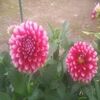 【40から始める家庭菜園日記　18日目】今回も家の庭に咲いている花の紹介です「夏の花と言えばダリアでしょ」