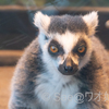 個体紹介　リヴ（旭山動物園）