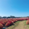 カップルでも家族でも楽しめる【海の中道海浜公園】