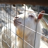 はじめての動物園