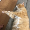 今日のうちの猫16