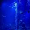 京都水族館　2024.12