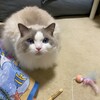 ひさしぶるにハンモックに入ったふくちゃん
