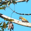 ムナフタケアオゲラ Streak-throated Woodpecker