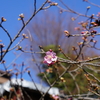 【写真日記】まだまだ梅の花だけど