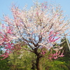 マムシとの戦い&御衣黄の開花&真穴の座敷雛&法蓮寺のしだれ桜♪