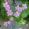 紫陽花