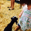 スーパーのこども動物園⁈