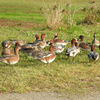 11/7(日) 見沼自然公園の野鳥