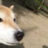 老犬ホームあん｜新人さん 空！！