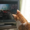 うちの猫はテレビを見る