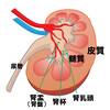   【基礎から学ぶ】腎臓の構造【解剖生理学】
