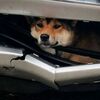 まさに奇跡！車にひかれた柴犬、バンパーの間にはさまり生き延びる