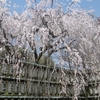 大石神社の枝垂れ桜