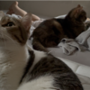 お布団に潜り込もうと集まってくる愛猫たち♪