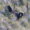 メガネグマ(Spectacled Bear)