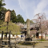 醍醐寺（京都市伏見区）　平成28年4月9日　1年ぶり桜の季節にまた訪れました。