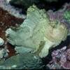 ＢＡＮＡＮＡ　ＲＥＥＦ　番外編