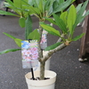 6月27日！ 南国感を味わいましょう🏝️ プルメリア 入荷です‼️