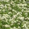 南阿蘇村でソバの花が見ごろ【熊本】