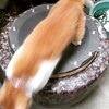 猫写真♯669